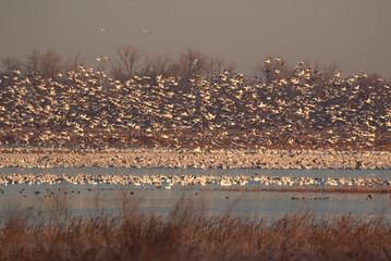 Snow Geese migration in the fall