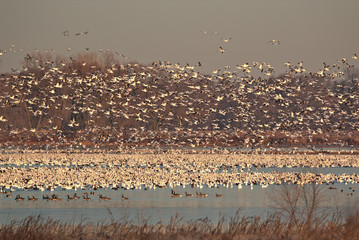 Snow Geese migration in the fall