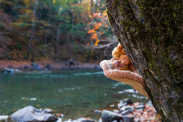 Wood mushroom on a tree. Clean mountain river in the autumn forest.