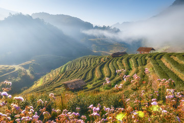 Scenic View of Tea Plantation Terrace with Morning Mist at Doi Angkhang Mountain in Winter, Fang District, Chiangmai, Thailand - obrazy, fototapety, plakaty