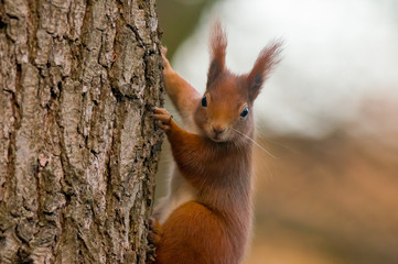 Naklejka na ściany i meble pretty red squirrel says hello in the forest