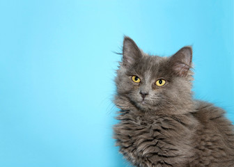Portrait of a gray tabby kitten looking up and slightly to viewers left. Blue background with copy space.