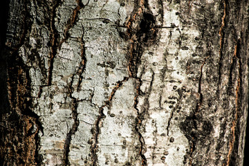 Close up tree cracks