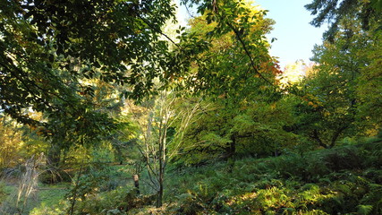 Fototapeta na wymiar Autumn Trees and Plants at Hoyt Arboretum, Portland, Oregon