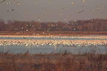 Snow Geese migration in the fall