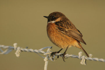 A stunning male Stonechat, Saxicola rubicola, perching on a frost covered barbed wire fence, at...