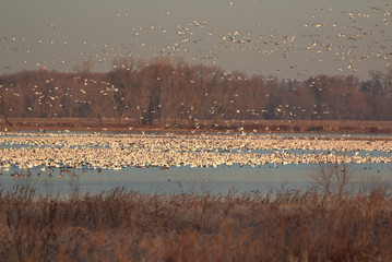 Snow Geese migration in the fall