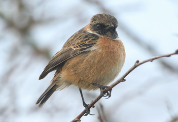 A stunning male Stonechat, Saxicola rubicola, perching on a twig early morning. It is hunting for insects to eat.