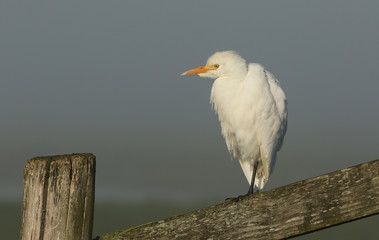 A rare Cattle Egret, Bubulcus ibis, perching on a fence post on a cold misty frosty morning.	