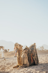 camel sitting on the sand