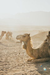 camels caravan sitting on the sand