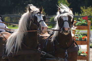 Gespann Schwarzwälder Füchse © lichtreflexe