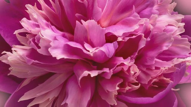 Beautiful pink Peony background. Blooming peony flower open, time lapse, close-up.