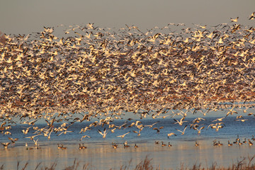 Snow Geese migration in the fall