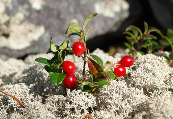 Ripe red lingonberry
