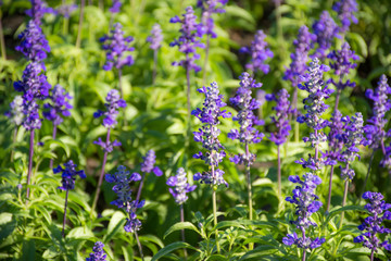 Purple salvia flowers in the field
