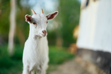 goat in farm