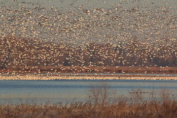 Snow Geese migration in the fall