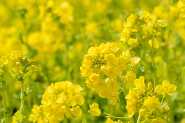 淡路島　花さじきの菜の花	