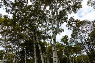 white birch