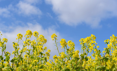 淡路島　花さじきの菜の花	