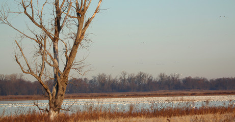 Snow Geese Migration