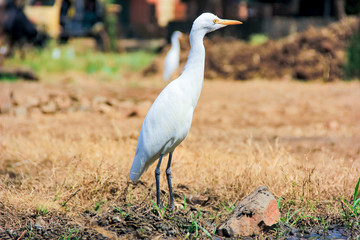 Obraz premium Flamingo birds standing in grass field 