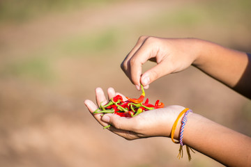 hand hold chilli