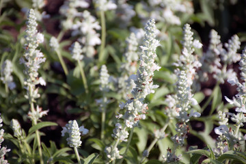 Salvia flowers in the field