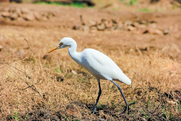 Flamingo birds standing in grass field 