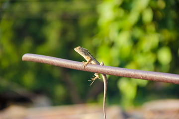 chameleon sitting on wooden stick 