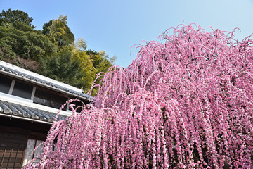 淡路島　八木のしだれ梅