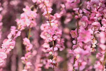 Fototapeta premium 淡路島 八木のしだれ梅