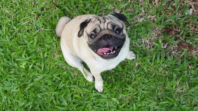 Happy dog pug breed smile with funny face lying on green grass in garden,Purebred pug dog healthy Concept