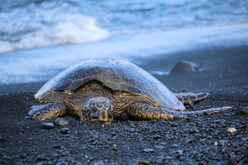 Sea turtle on the beach