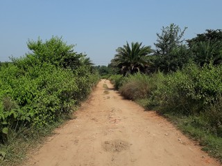 beautiful path review with plants on both side in burnpur forest