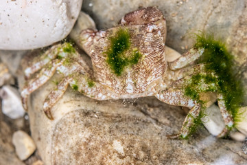 Small crab hiding between stones in shallow water