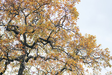 tree in autumn