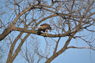 Immature Bald Eagle roosting on a tree limb
