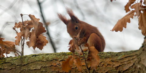 pretty red squirrel says hello in the forest