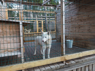 Sled dog on the farm Prepare for winter