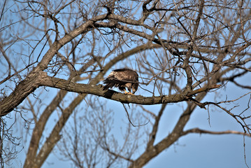 Immature Bald Eagle roosting on a tree limb