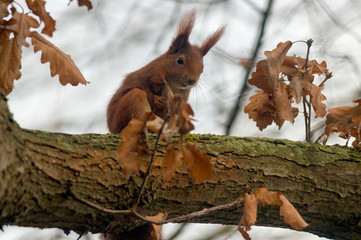 Fototapeta premium pretty red squirrel says hello in the forest