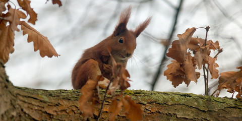 Fototapeta premium pretty red squirrel says hello in the forest