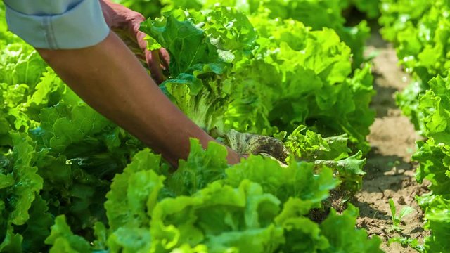Harvesting fresh lettuce from the land by hand, close up