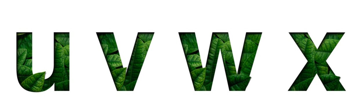 Leafs font u,v,w,x made of Real alive leafs with Precious paper cut shape. Leafs font.