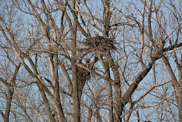 Immature Bald Eagle roosting on a tree limb