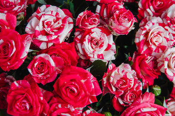 Pink rose varieties 