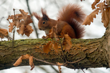 pretty red squirrel says hello in the forest