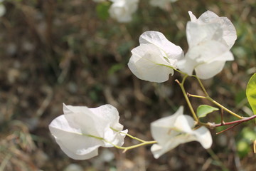 Flowers in wild, flowers, white flowers, Pakistan
